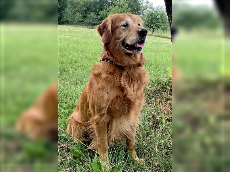 Deckrüde, Goldene Retriever