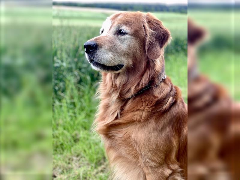 Deckrüde, Goldene Retriever