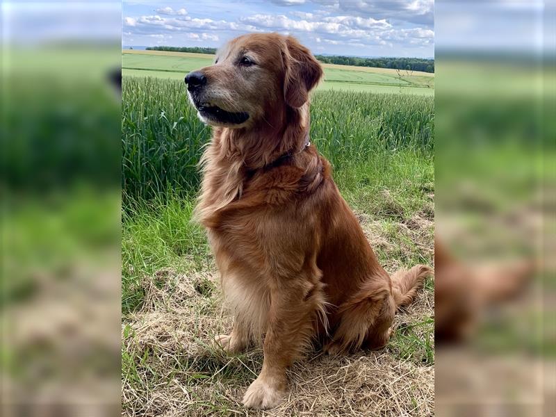 Deckrüde, Goldene Retriever