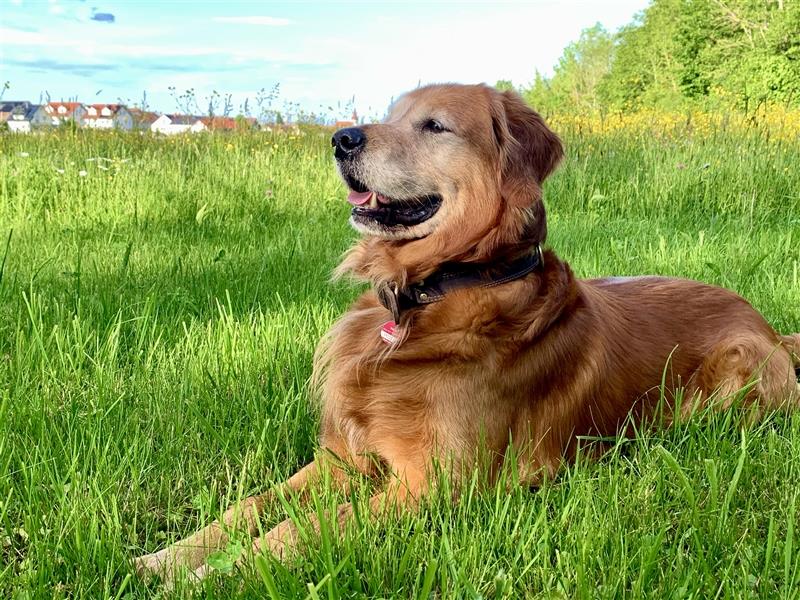 Deckrüde, Goldene Retriever