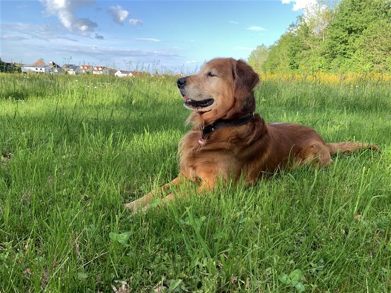 Deckrüde, Goldene Retriever