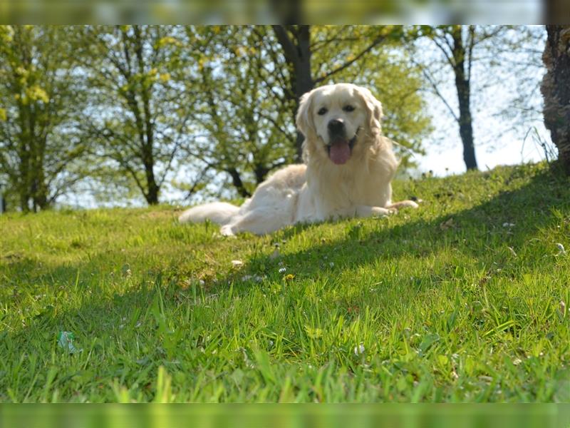 Golden Retirierter Deckrüde Zeus (von den Vohburger Powergoldies)