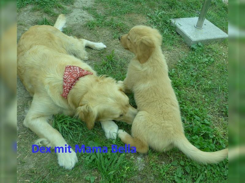 Noch 2 Rüden und 1 Mädel Golden Retriever Welpen mit