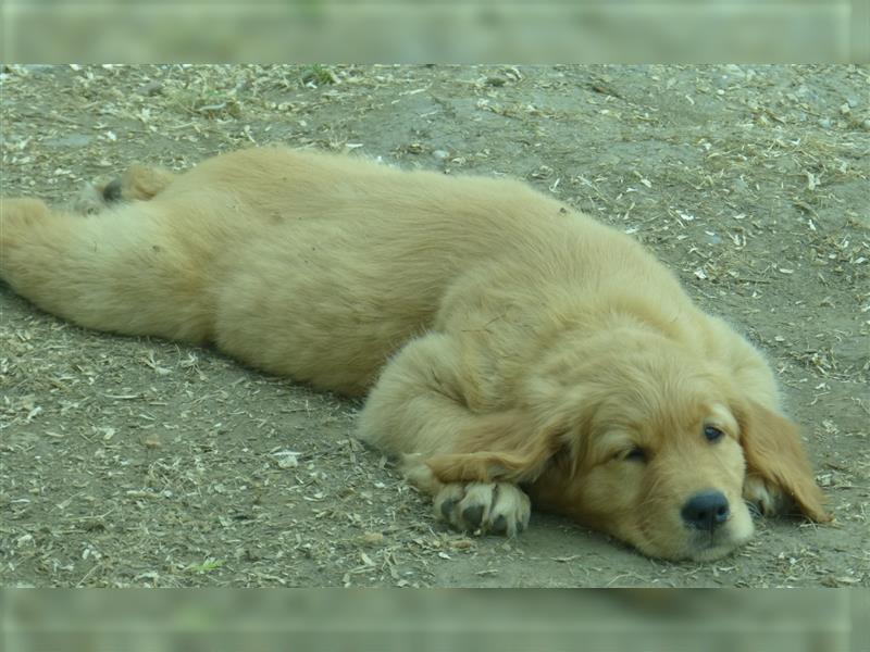 Noch 2 Rüden und 1 Mädel Golden Retriever Welpen mit