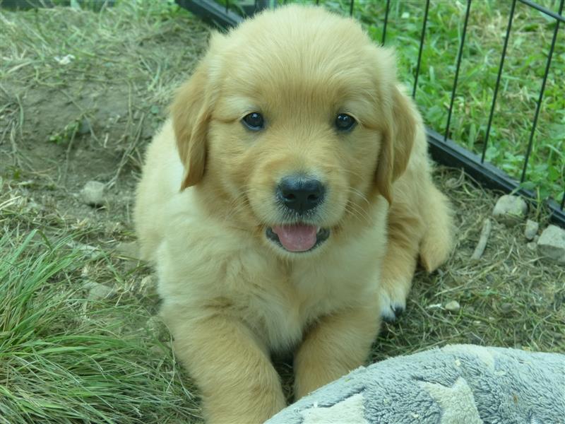 Noch 2 Rüden und 1 Mädel Golden Retriever Welpen mit