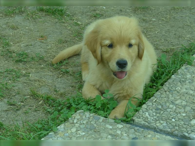 Noch 2 Rüden und 1 Mädel Golden Retriever Welpen mit