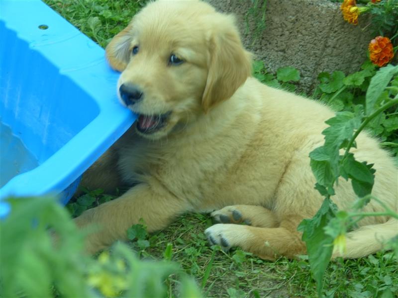 Noch 2 Rüden und 1 Mädel Golden Retriever Welpen mit