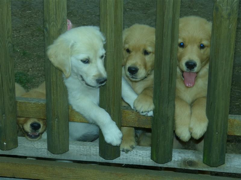 Noch 2 Rüden und 1 Mädel Golden Retriever Welpen mit