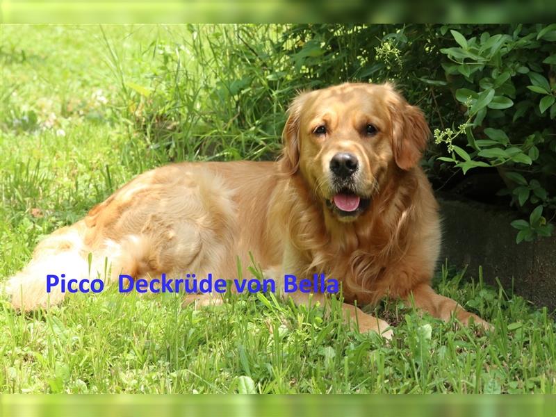 Noch 2 Rüden und 1 Mädel Golden Retriever Welpen mit