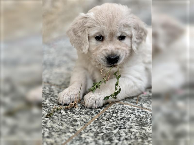 Golden Retriever Welpen