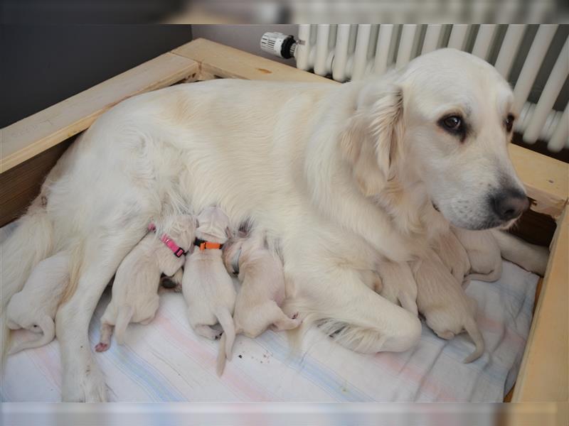 Golden Retriever creme-weiss