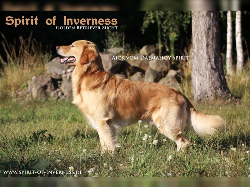 Golden Retriever Zucht «Spirit of Inverness» Wurfankündigung