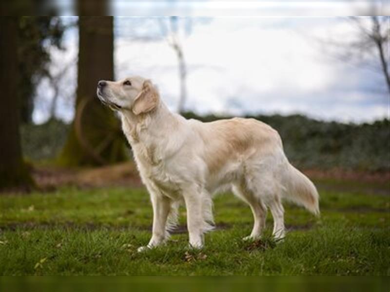 Wurferwartung Golden Retriever weiss