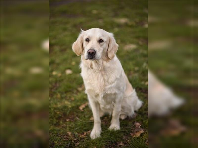 Wurferwartung Golden Retriever weiss