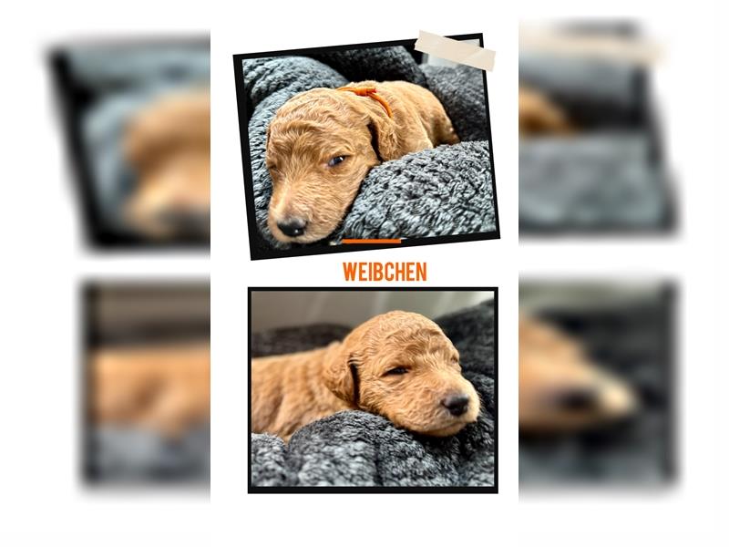Goldendoodle Welpen | 1. Generation Multigen | mit Ahnentafel | A-Wurf