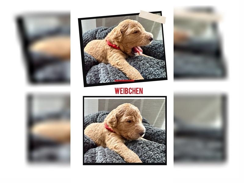 Goldendoodle Welpen | 1. Generation Multigen | mit Ahnentafel | A-Wurf