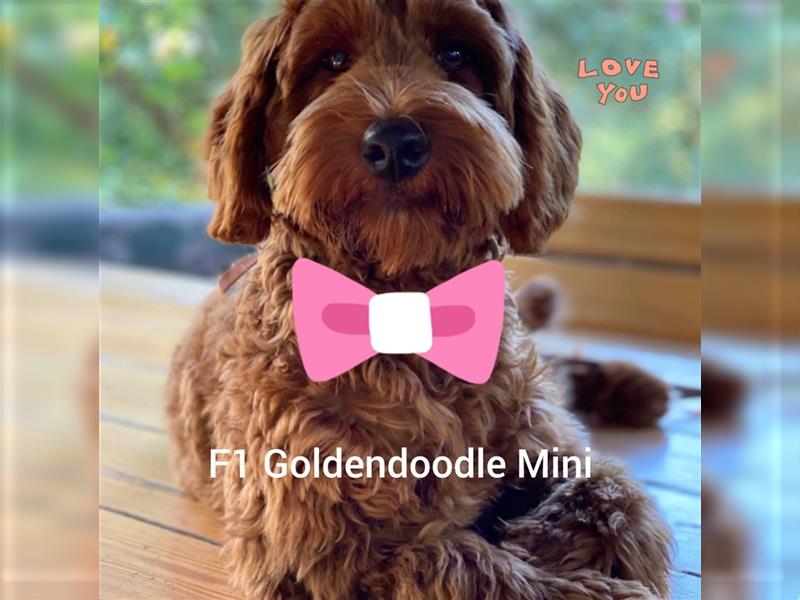 Traumhafte echte Mini und Toy Goldendoodles aus der 1. Zucht Deutschlands!