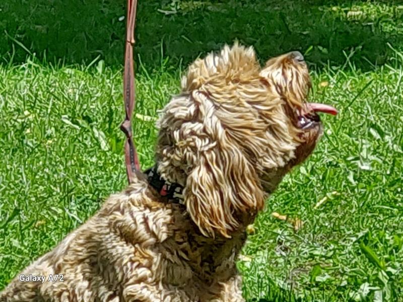 Traumhafte echte Mini und Toy Goldendoodles aus der 1. Zucht Deutschlands!