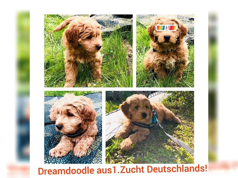 Traumhafte echte Mini und Toy Goldendoodles aus der 1. Zucht Deutschlands!