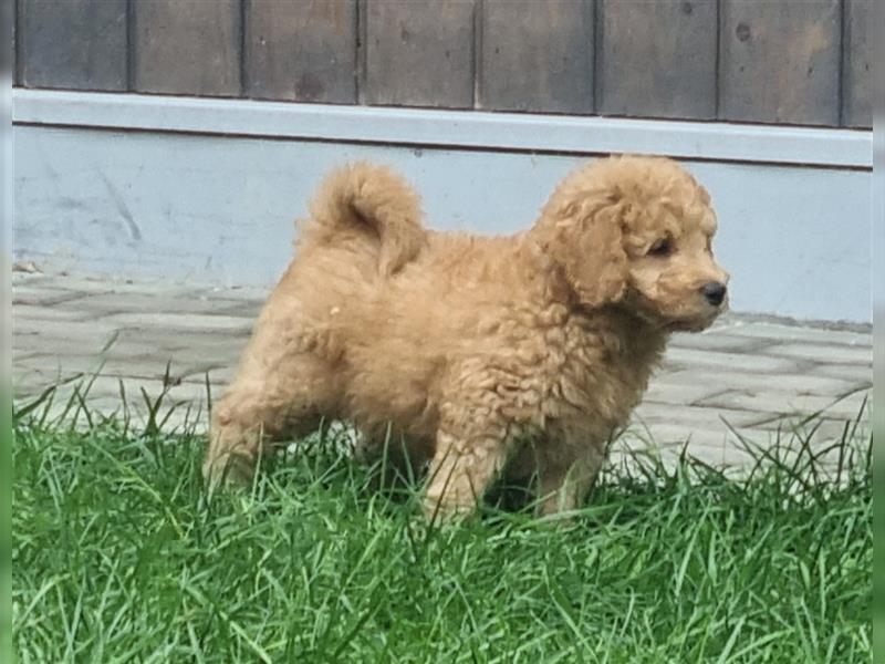 Goldendoodle Medium Welpen in Apricot, Black Tan und Schwarz