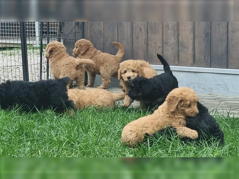 Goldendoodle Medium Welpen in Apricot, Black Tan und Schwarz