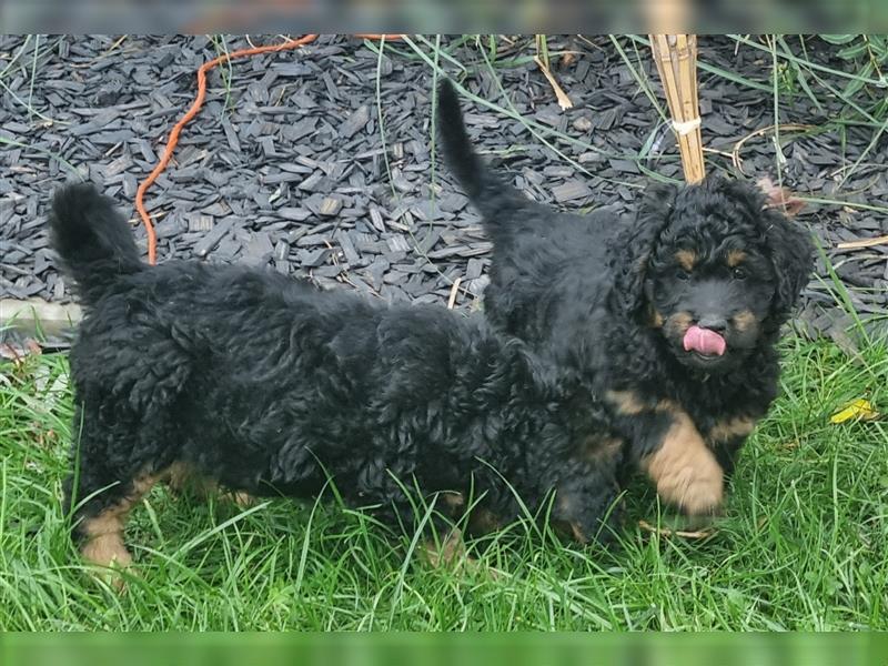 Goldendoodle Medium Welpen in Apricot, Black Tan und Schwarz