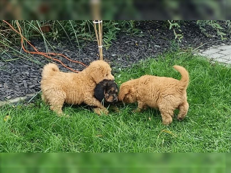 Goldendoodle Medium Welpen in Apricot, Black Tan und Schwarz