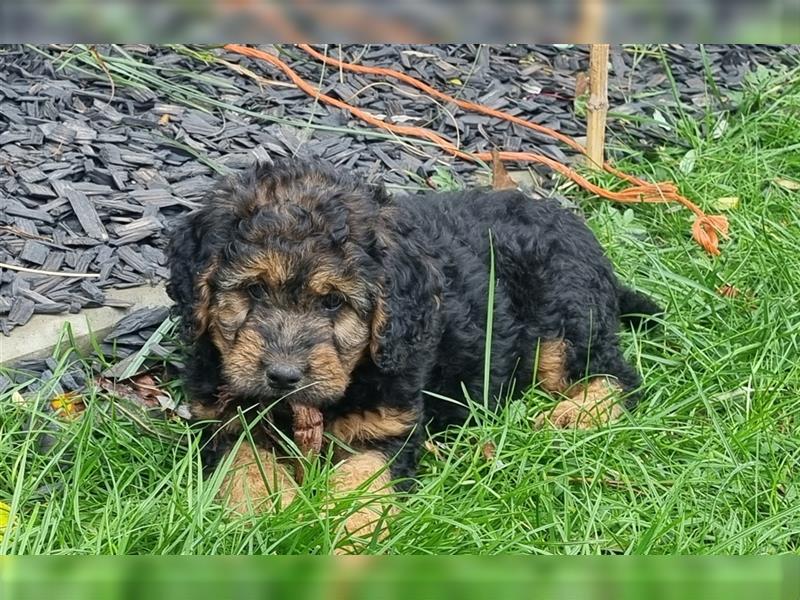 Goldendoodle Medium Welpen in Apricot, Black Tan und Schwarz