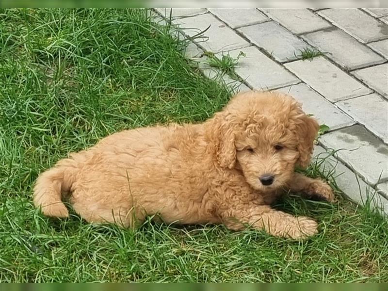 Goldendoodle Medium Welpen in Apricot, Black Tan und Schwarz