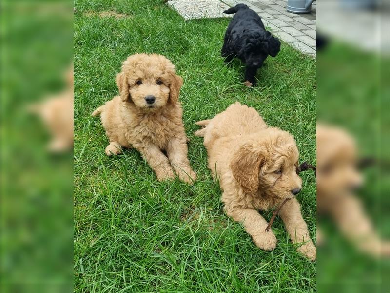 Goldendoodle Medium Welpen in Apricot, Black Tan und Schwarz