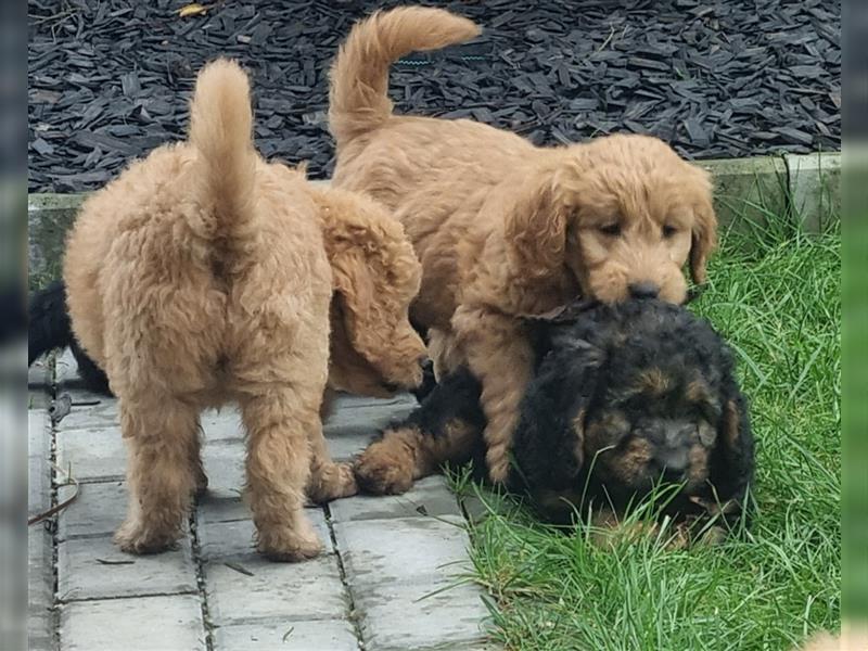 Goldendoodle Medium Welpen in Apricot, Black Tan und Schwarz