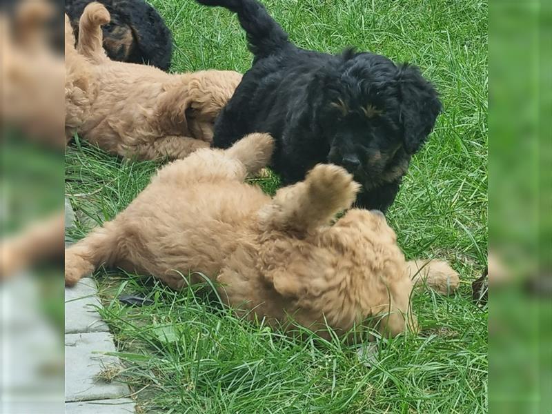 Goldendoodle Medium Welpen in Apricot, Black Tan und Schwarz