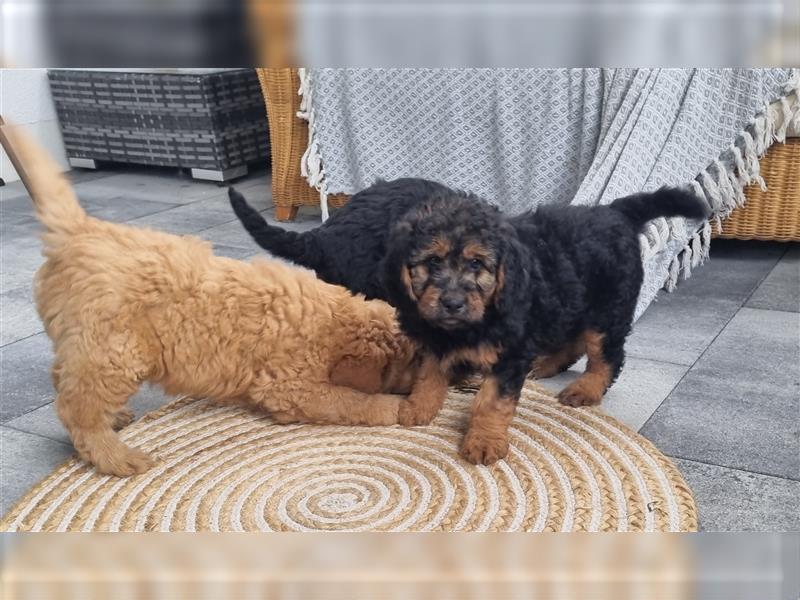 Goldendoodle Medium Welpen in Apricot, Black Tan und Schwarz