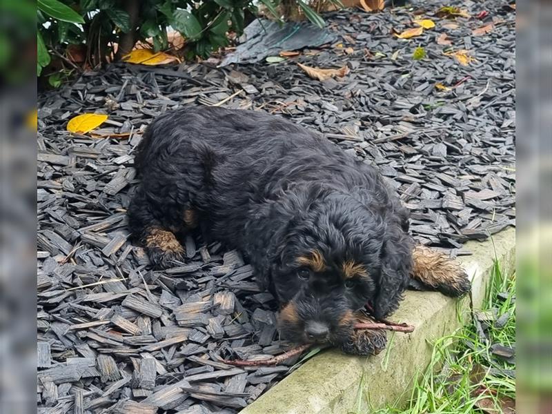 Goldendoodle Medium Welpen in Apricot, Black Tan und Schwarz