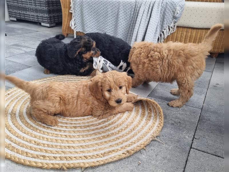 Goldendoodle Medium Welpen in Apricot, Black Tan und Schwarz