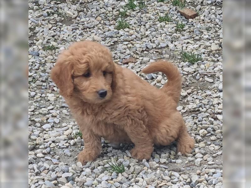 Goldendoodle Medium Welpen in Apricot, Black Tan und Schwarz