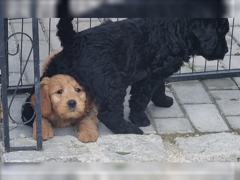 Goldendoodle Medium Welpen in Apricot, Black Tan und Schwarz