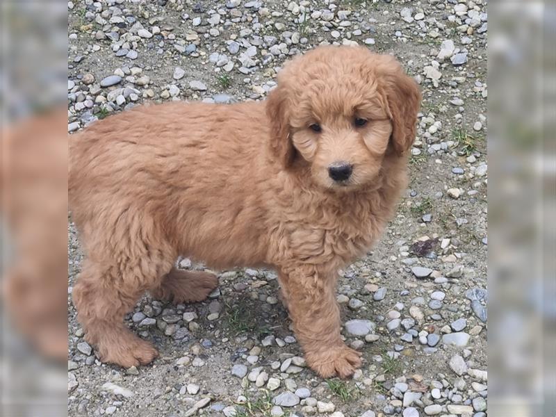 Goldendoodle Medium Welpen in Apricot, Black Tan und Schwarz