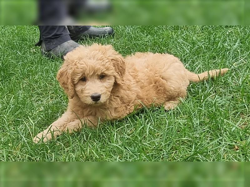 Goldendoodle Medium Welpen in Apricot, Black Tan und Schwarz