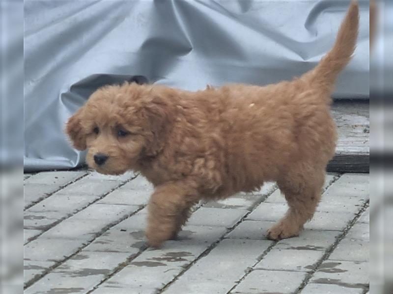 Goldendoodle Medium Welpen in Apricot, Black Tan und Schwarz