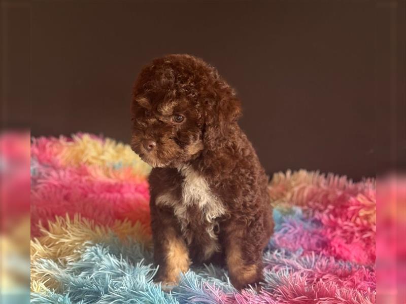 Lagotto Romagnolo doodle Welpen, ähnlich Golden doodle - Lagotto mal Pudel Medium