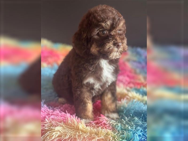 Lagotto Romagnolo doodle Welpen, ähnlich Golden doodle - Lagotto mal Pudel Medium