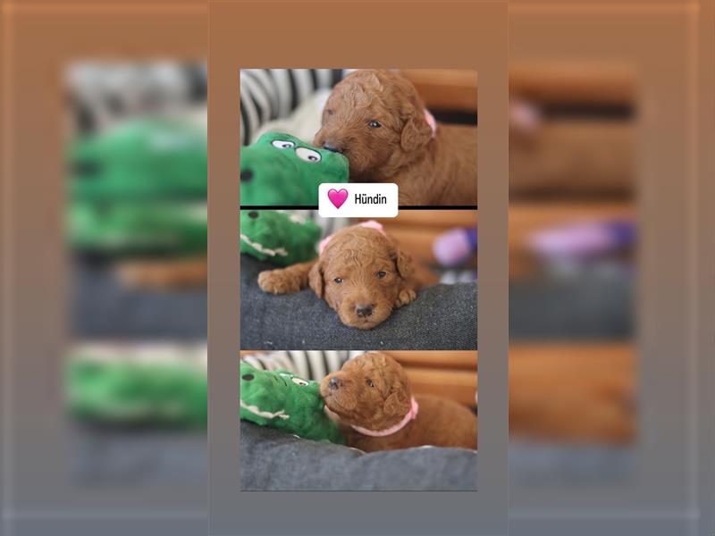 Goldendoodle F1BB Welpen suchen ein liebevolles Zuhause