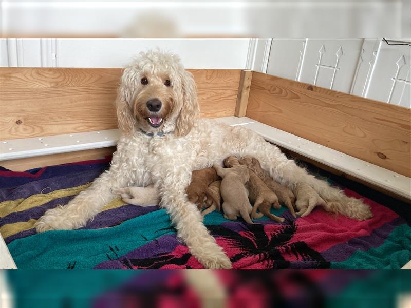 Goldendoodle F1BB Welpen suchen ein liebevolles Zuhause