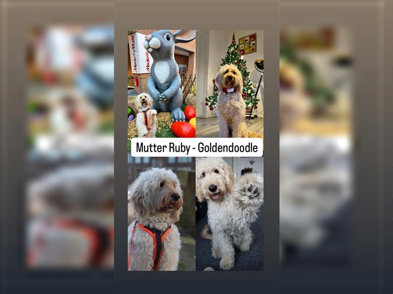 Goldendoodle F1BB Welpen suchen ein liebevolles Zuhause