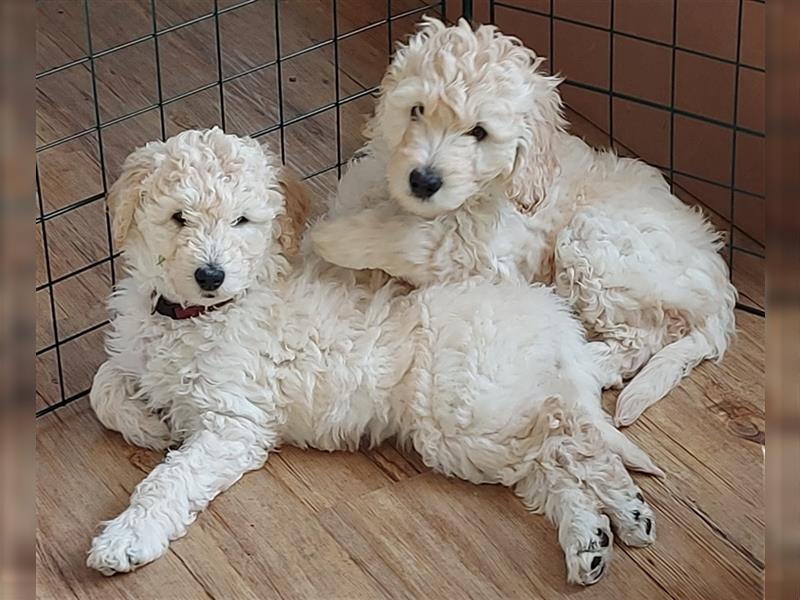 Goldendoodle Welpen (ähnlich Labradoodle)