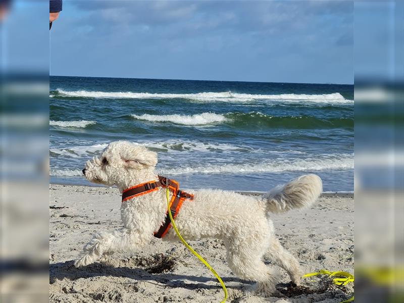 Goldendoodle Welpen (ähnlich Labradoodle)