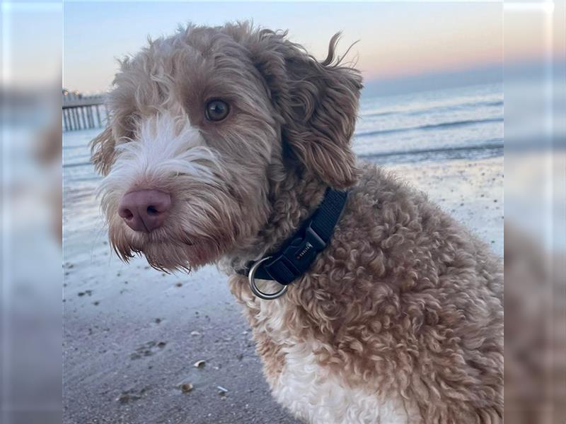 Goldendoodle Welpen (ähnlich Labradoodle)