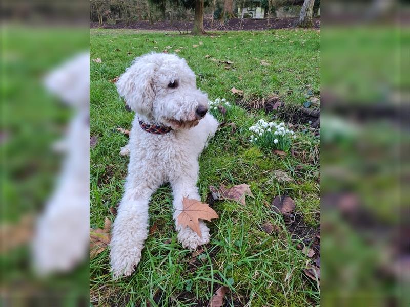 Goldendoodle Welpen (ähnlich Labradoodle)