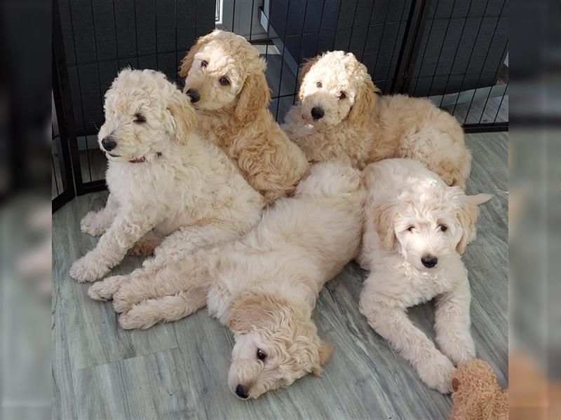 Goldendoodle Welpen (ähnlich Labradoodle)